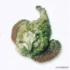 便宜常见海鲜鱼有哪些,各种名贵鱼的种类