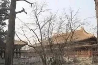 故宫五线菩提树来历,故宫五线菩提值得买吗