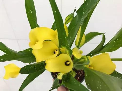 白掌与马蹄莲的区别是什么呢,白掌和马蹄莲是一种花吗图片