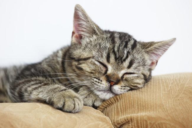 猫咪脱毛会不会长癣,猫咪长癣