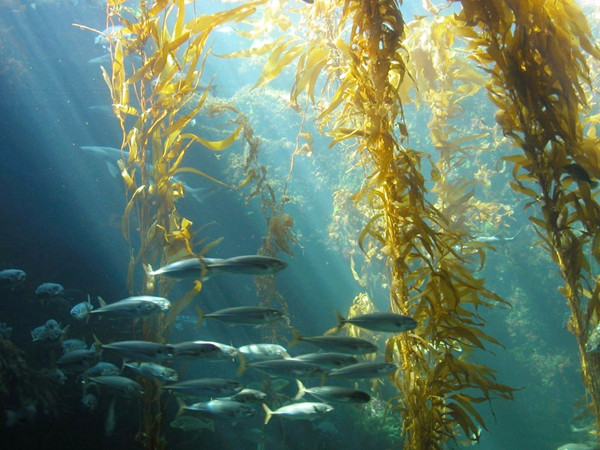 海藻肥高产方案,海藻肥改良土壤