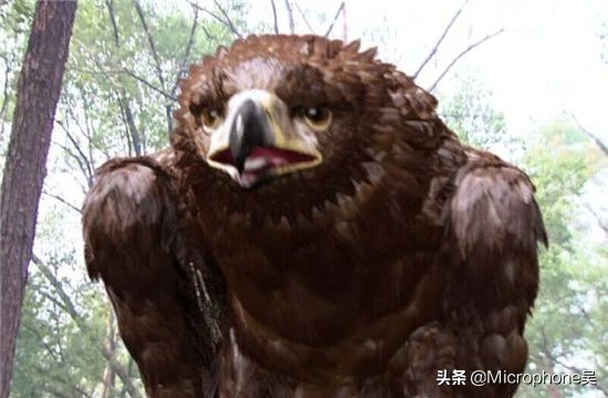 历史上真实的神雕,神雕真的存在