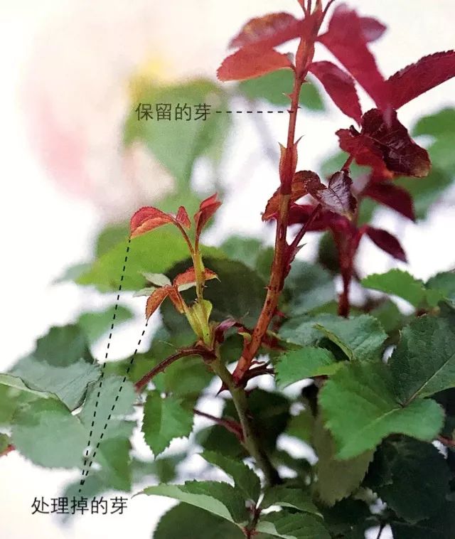 玫瑰月季怎么爆盆,玫瑰怎样爆侧芽