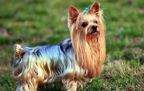 适合小学生养的狗最便宜的小型犬,智商最高的狗狗品种小型犬