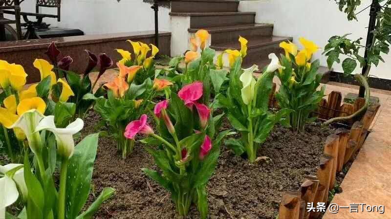 高贵雅致马蹄莲,高贵优雅马蹄莲永生花