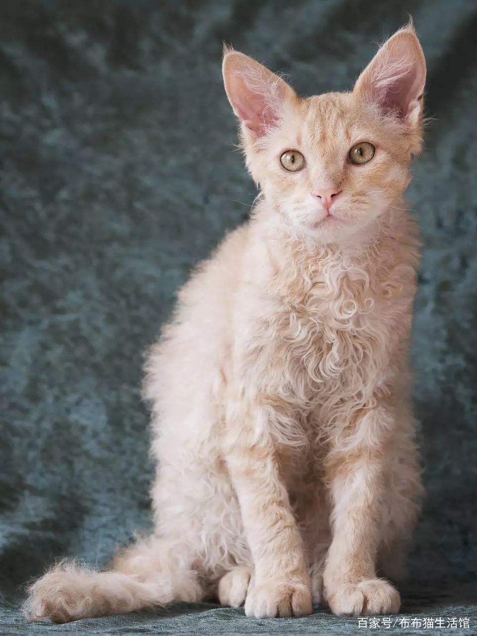 世界45种名犬图片大型犬,世界100种猫图片