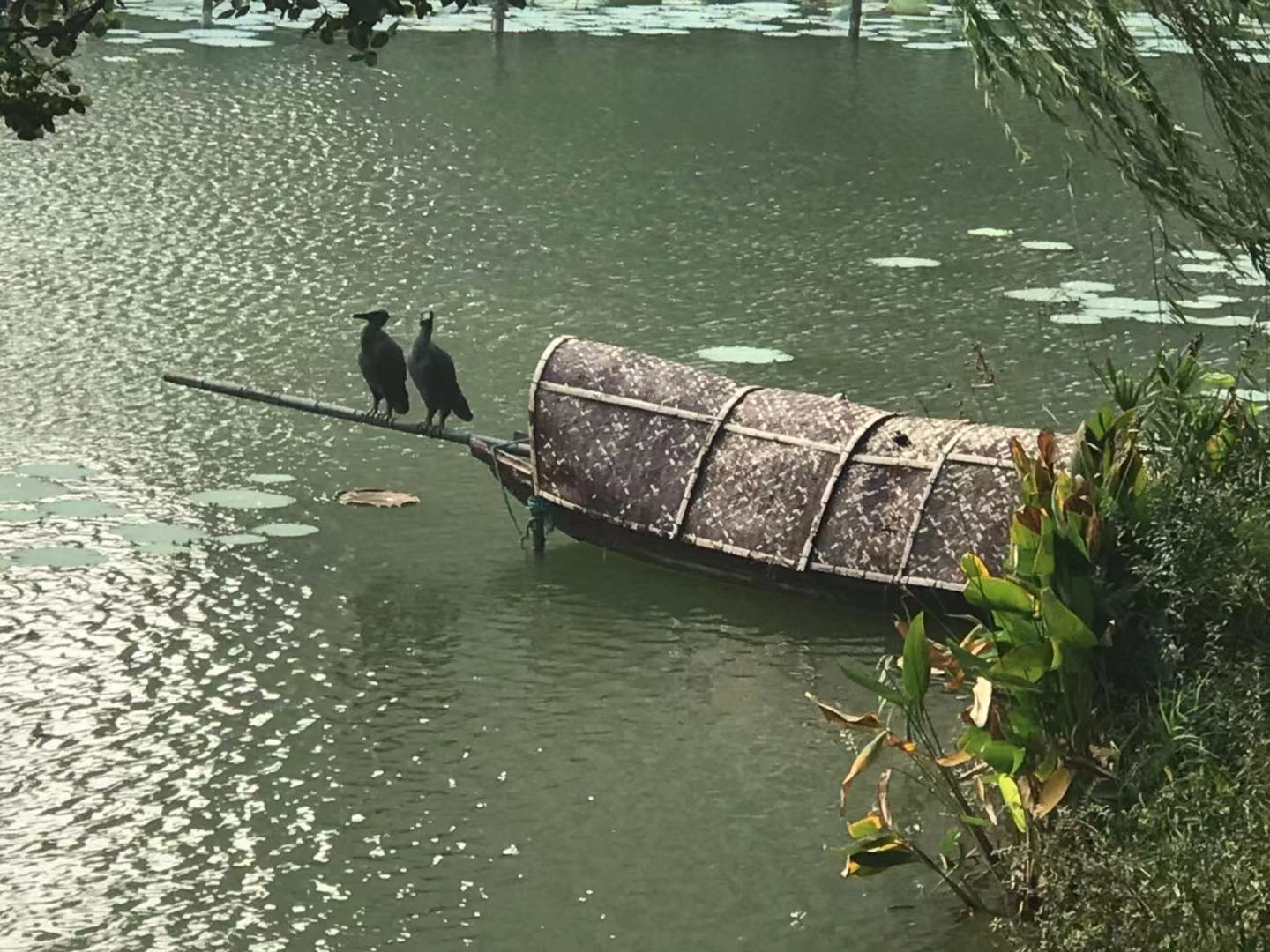 水乡园林之美,园林景观大美呈现