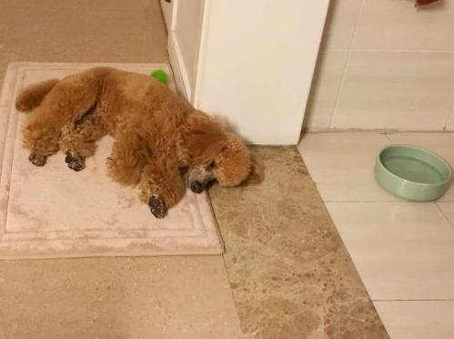 狗狗突然不吃不喝的怎么回事,狗狗突然不吃不喝了什么原因