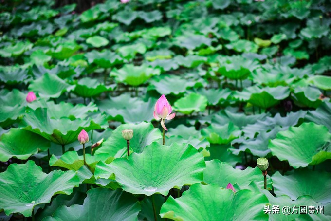 这个夏日，看这个美女如何在浙江乌村的第一百种玩法