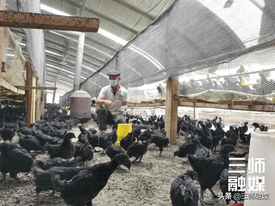 绿壳小鸡蛋致富大产业,绿壳蛋生态致富项目