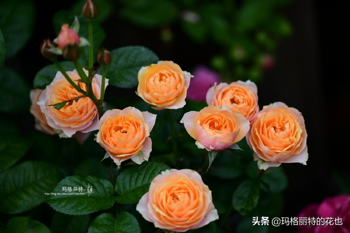 历史悠久的十大名花（海量美图），你选哪个做国花？