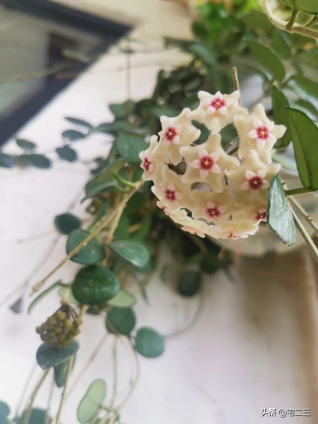 嗜好旧物的90后,用柔软的心构建家中岁月感