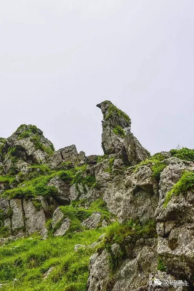 探秘汉中,汉中一村子窜入野生羚牛