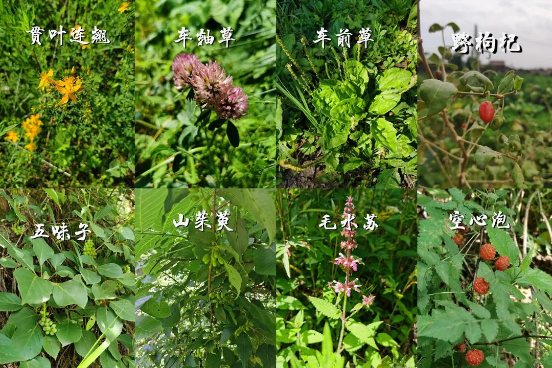 学会这3个小方法轻松买到真蜂蜜,一分钟带你如何辨别蜂蜜