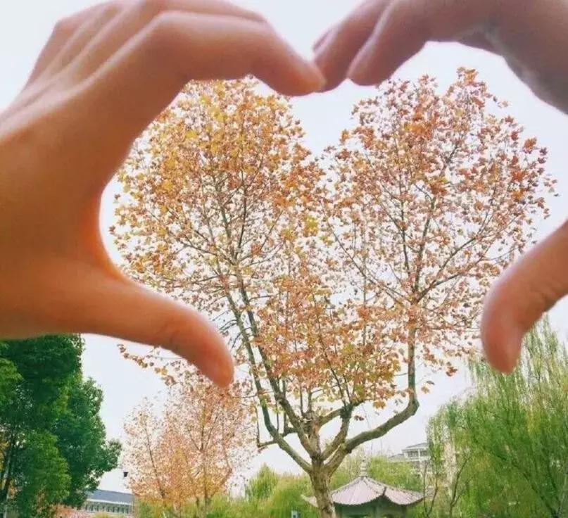 江苏2020年南京晓庄学院录取线,江苏专转本南京晓庄分数线