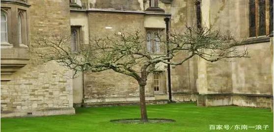 改变世界的四大苹果,改变世界的三个苹果是哪三个苹果