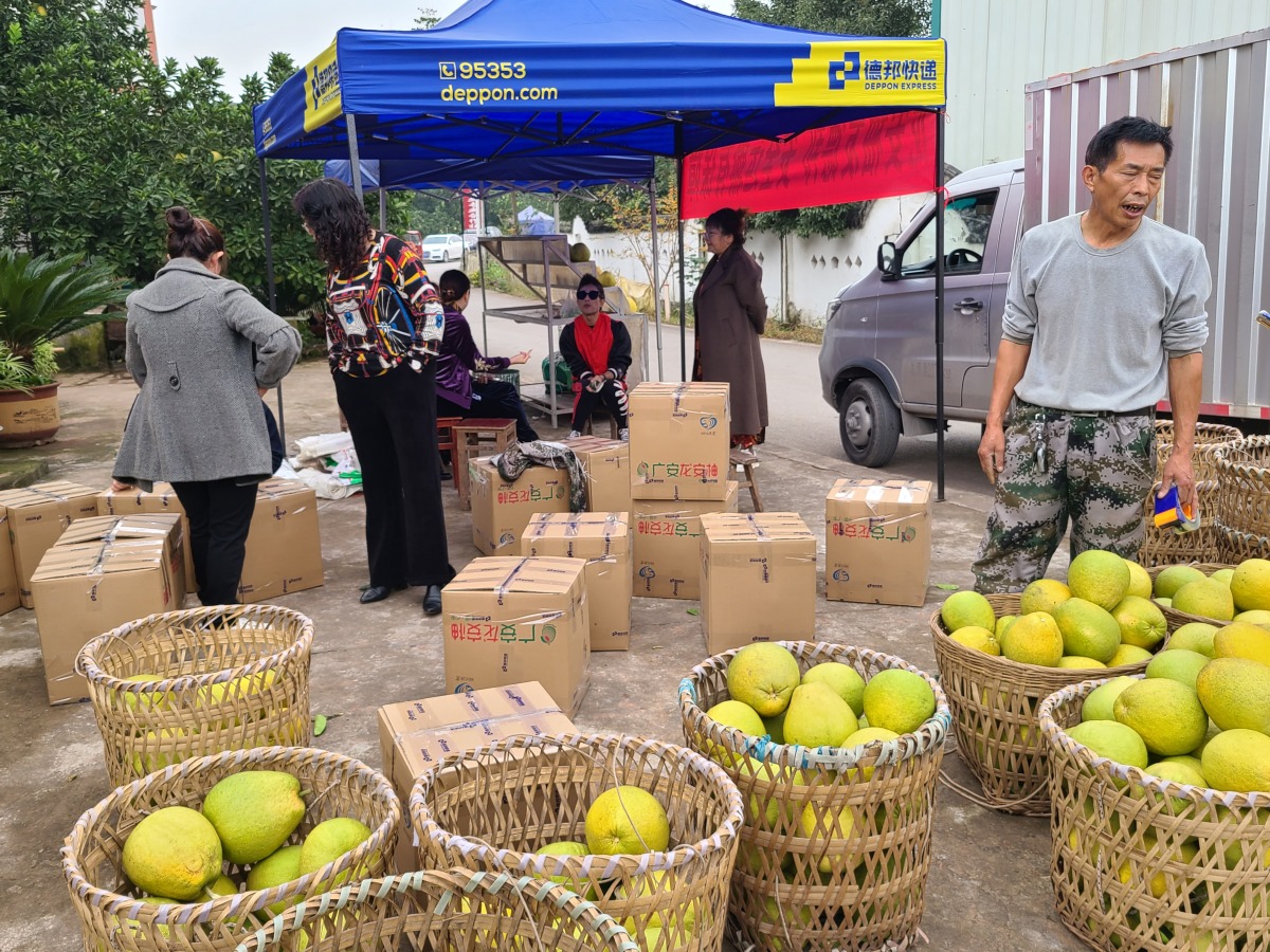 广安龙安柚上市时间,广安龙安柚去哪里采摘