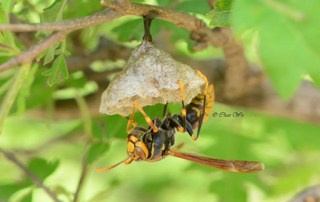 野外郊游怎样防蚊虫叮咬,夏季虫子叮咬科普视频