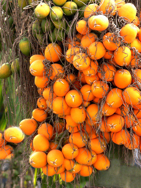 湖南人爱吃槟榔的由来 (槟榔的食用历史由来)