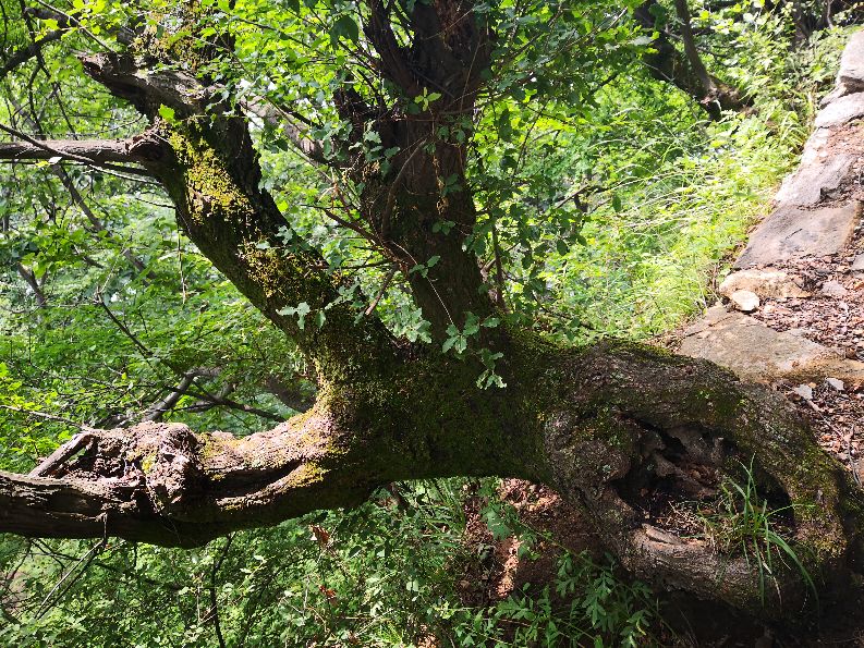 徒步终南山南五台,秦岭终南山南五台