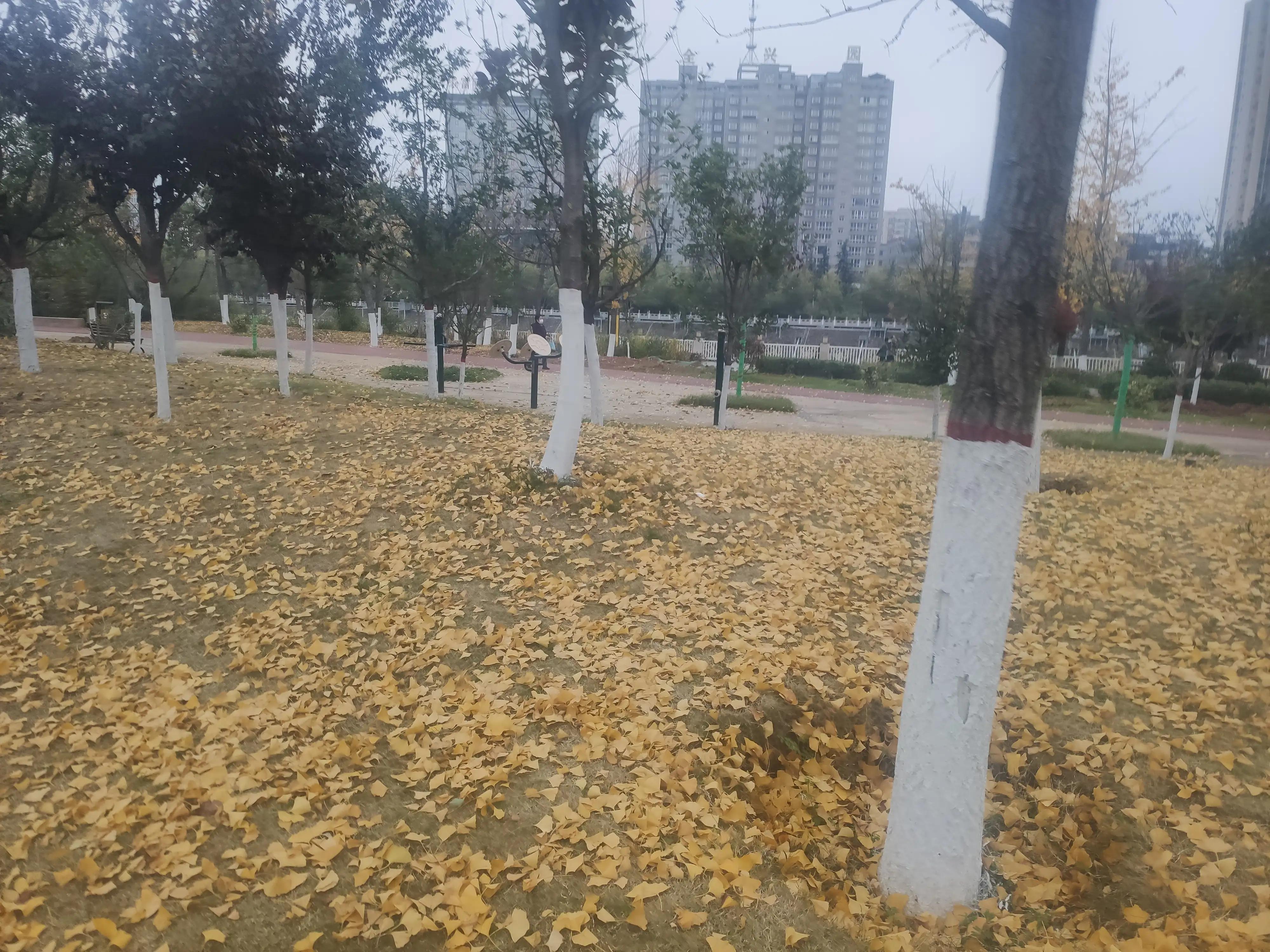 落叶西风,落叶西风知乎