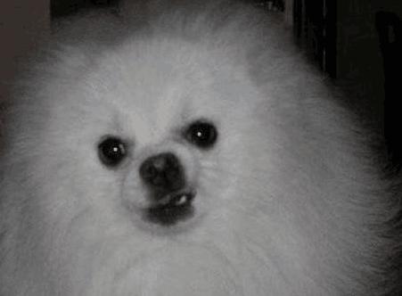 博美犬为什么不建议养母狗,养博美犬前要注意什么细节