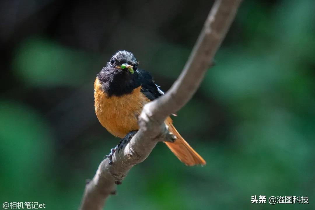 适马150-600s镜头评测,适马新镜头70-200