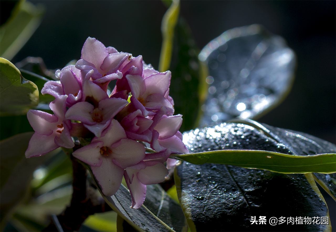 瑞香叶片卷曲什么原因,瑞香叶片有黄色斑点怎么办