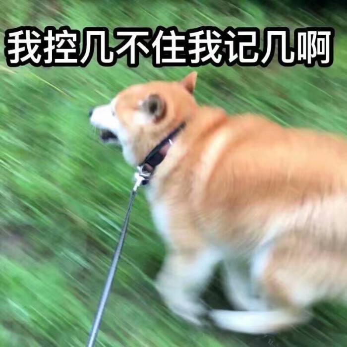 绝育狗狗多少钱,狗狗拆蛋做绝育