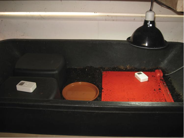 陆龟养护过程中的注意事项,养陆龟需要注意什么