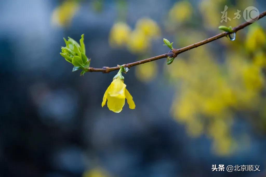 今日立春愿所有美好如期而至,今日立春愿一切美好随春而至