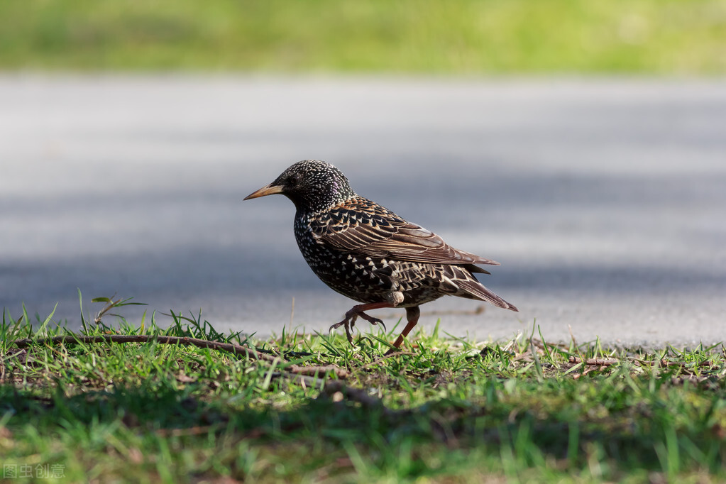 八哥鸟粪便带水正常吗,八哥鸟拉屎酸臭
