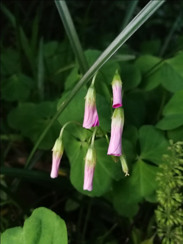 庚子杂吟漫画全集,庚子杂吟全集完整版