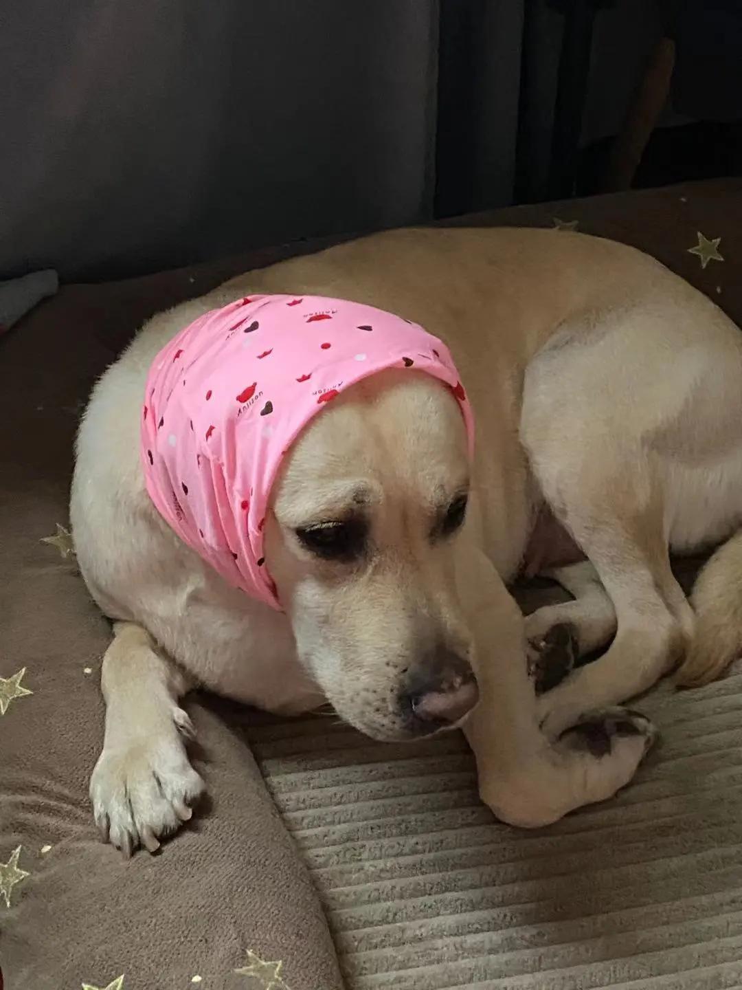 男生猛犬穿女装,男生细狗穿女装