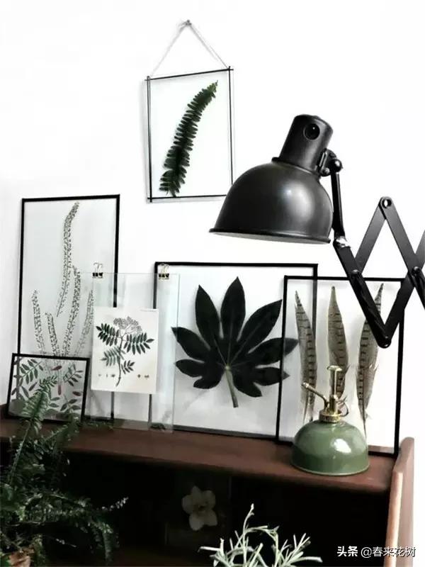 植物标本如何做简单又好看,植物能做什么手工