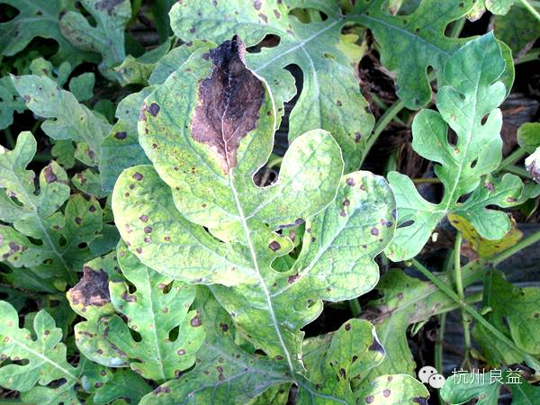 西瓜病虫害一本通表,西瓜红薯种植病虫害防治