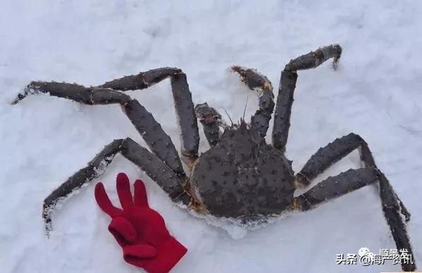 各国海鲜大盘点,今年过年最值得入手的海鲜