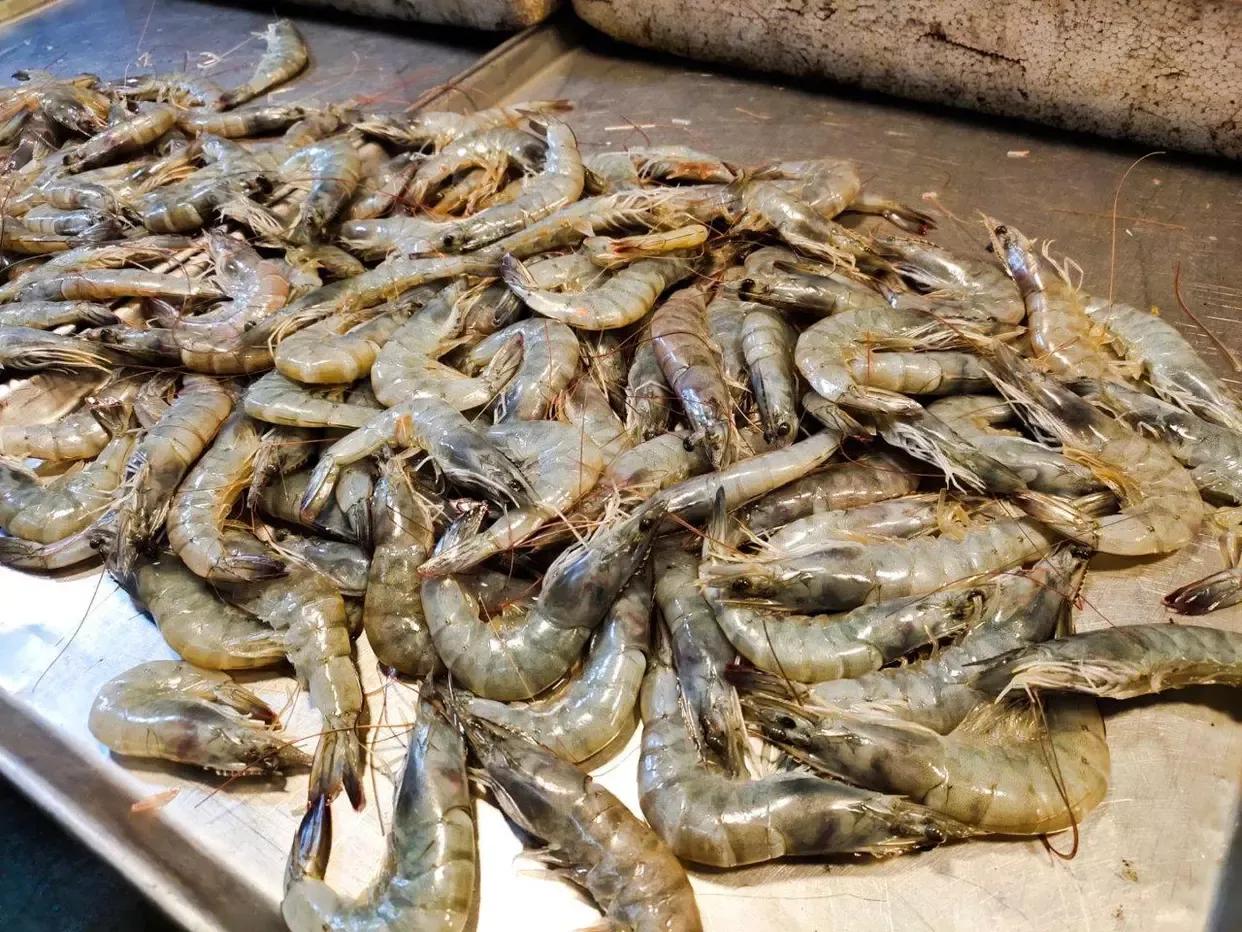 文登西洋参园,天福山文登