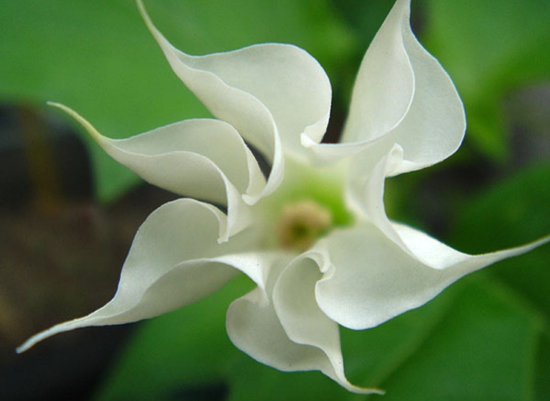 100种最毒的毒花,20种有毒的大毒花