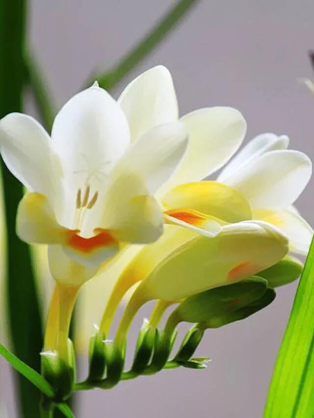 十大绝美兰花图片欣赏,南阳珍稀野生兰花图片