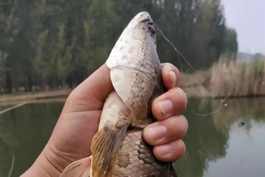 黑鱼在水里有多凶猛,黑鱼很凶猛炸鳞