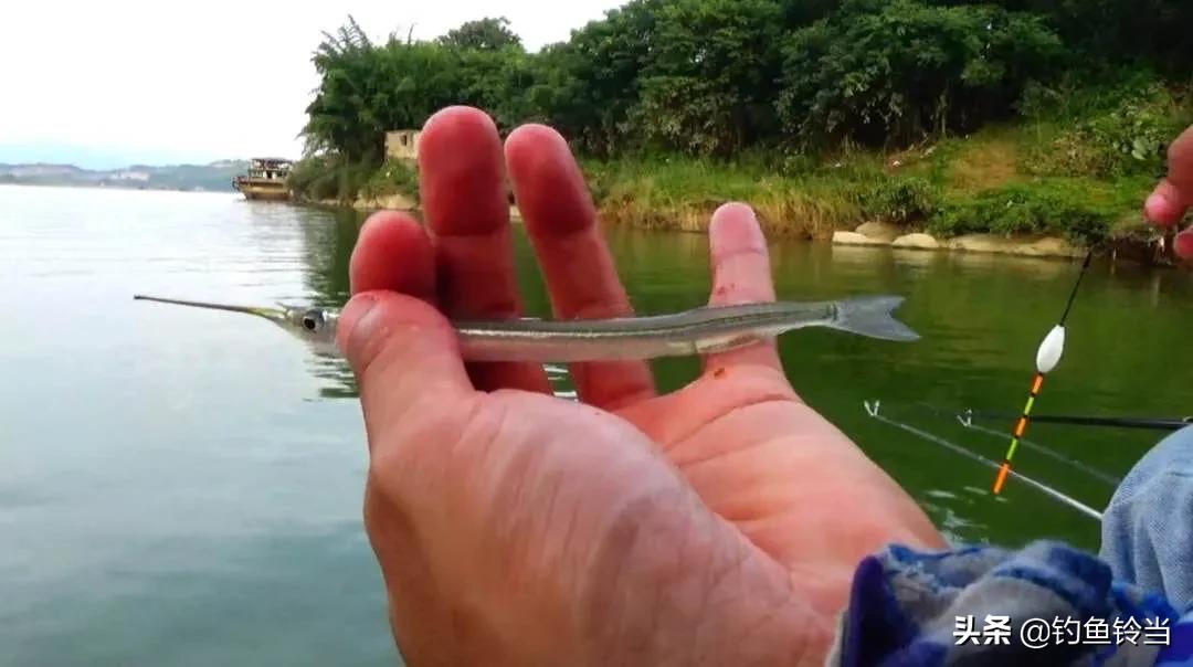 怎样垂钓经济价值高的鱵鱼?注意用饵和钓法的技巧，才能钓多钓好