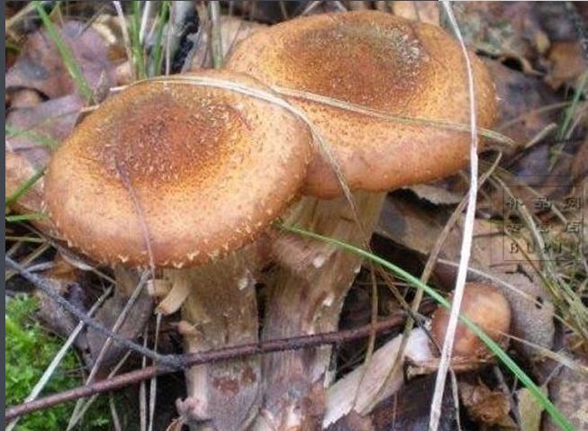 秋季去哪里？约上三五好友，一起来延边探寻山间野味！