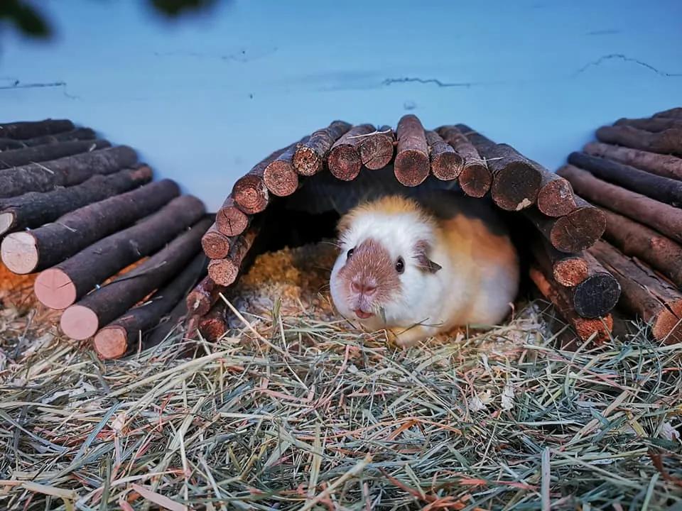 一群母豚鼠混入一只公豚鼠后：生几十只鼠崽，铲屎官年入几十万