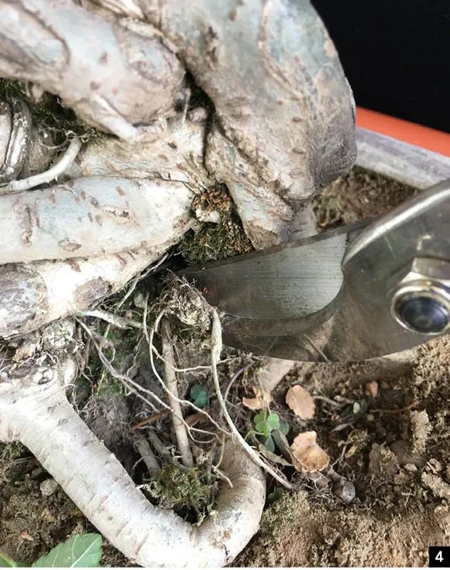 如何对盆景进行正确的修剪,盆景修剪造型入门视频