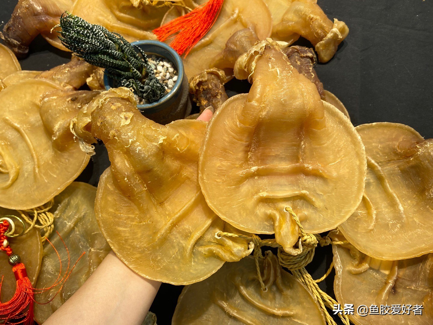 鳘鱼胶有哪些品种,赤嘴鱼胶哪个品种比较补血