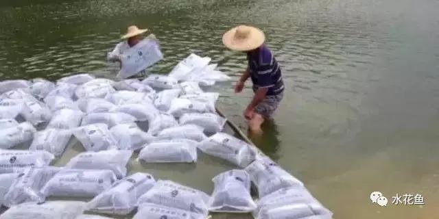 怎样提高鲫鱼水花下塘成活率,水花鱼苗下塘怎么处理