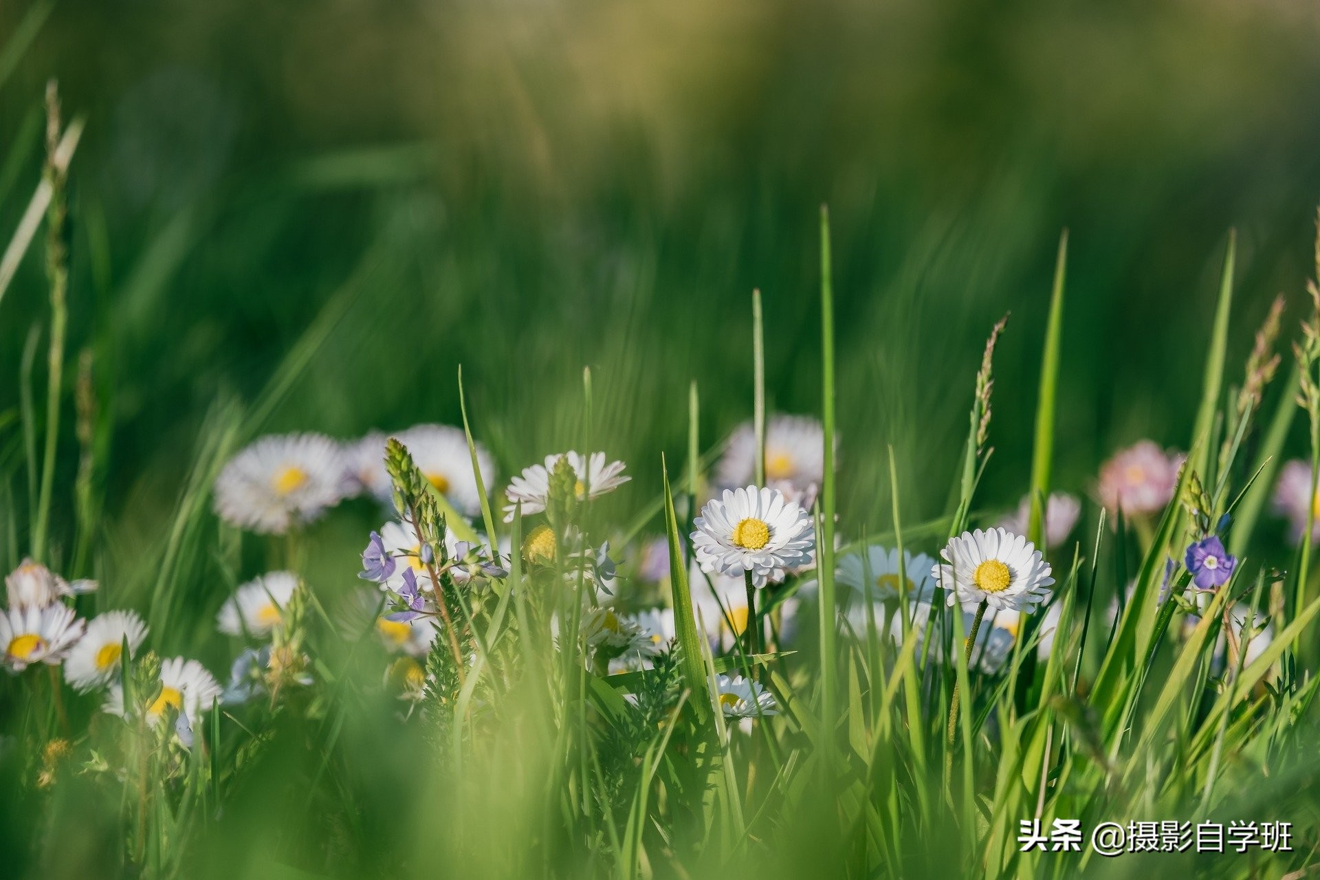 拍花朵怎么拍出来的又多又好看,怎样拍摄小花朵最好看