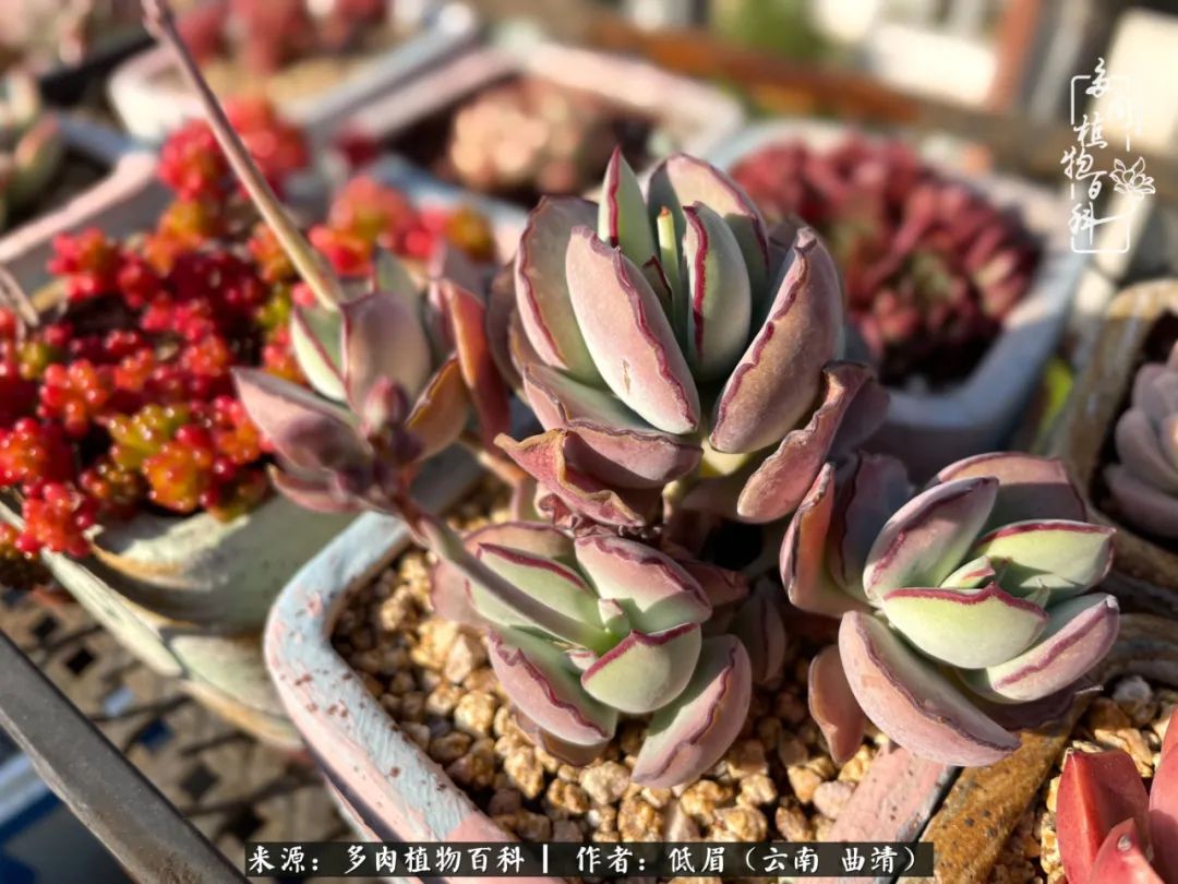 怎么在多肉植物百科投稿,怎样向多肉植物百科投稿