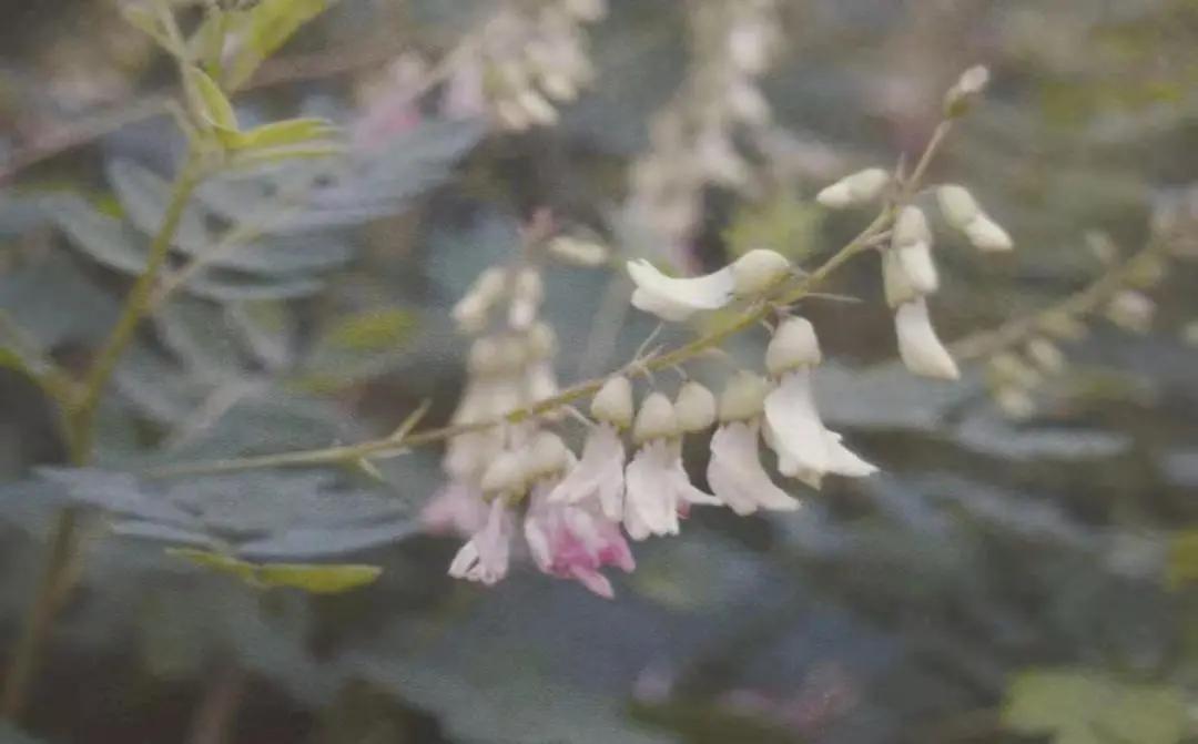 黄芪15克仙鹤草10克泡水喝作用,经常喝黄芪煮水有什么好处